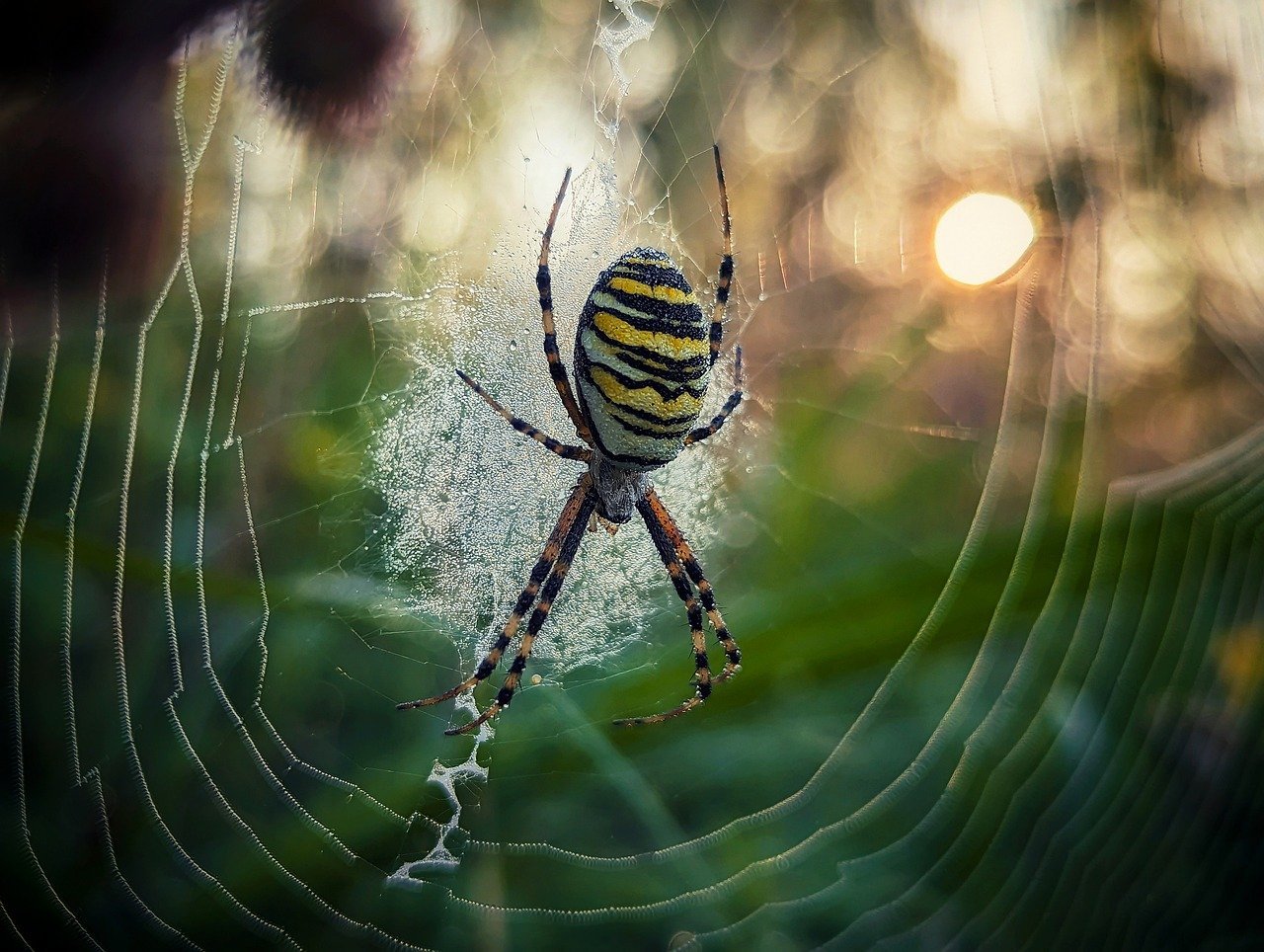 découvrez comment utiliser un piège à guêpes efficace pour protéger votre jardin et votre terrasse contre les guêpes. conseils, astuces et solutions naturelles pour piéger les guêpes facilement.