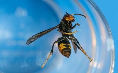 découvrez tout ce qu'il faut savoir sur le frelon asiatique : identification, dangers, impacts sur la biodiversité et conseils pour s’en protéger efficacement.
