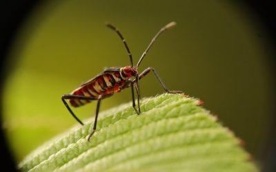 découvrez tout ce qu'il faut savoir sur les punaises de lit : comment les reconnaître, s'en débarrasser efficacement et éviter une infestation. conseils pratiques, solutions naturelles et prévention pour un sommeil sain.