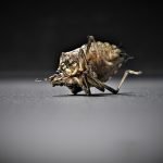 découvrez tout ce qu'il faut savoir sur les punaises de lit : comment les identifier, les prévenir et les éliminer efficacement pour retrouver un environnement sain.