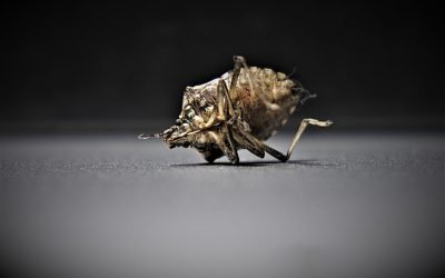 découvrez tout ce qu'il faut savoir sur les punaises de lit : comment les identifier, les prévenir et les éliminer efficacement pour retrouver un environnement sain.