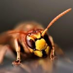découvrez tout sur les hornets : leurs caractéristiques, leur mode de vie, leur habitat et les conseils pour s’en protéger en toute sécurité.