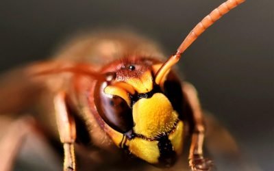 découvrez tout sur les hornets : leurs caractéristiques, leur mode de vie, leur habitat et les conseils pour s’en protéger en toute sécurité.
