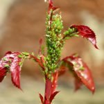 découvrez tout ce qu’il faut savoir sur l’infestation : causes, signes d’alerte, risques pour la santé et solutions efficaces pour protéger votre maison ou établissement.