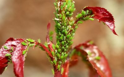 découvrez tout ce qu’il faut savoir sur l’infestation : causes, signes d’alerte, risques pour la santé et solutions efficaces pour protéger votre maison ou établissement.
