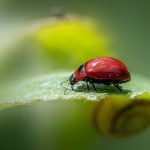 découvrez tout ce qu’il faut savoir sur les pests : types, signes d’infestation, solutions de prévention et astuces pour protéger votre maison efficacement contre les nuisibles.