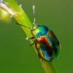 découvrez tout ce qu'il faut savoir sur les pests : leur identification, les risques pour votre environnement et nos conseils pratiques pour les prévenir et les éliminer efficacement.