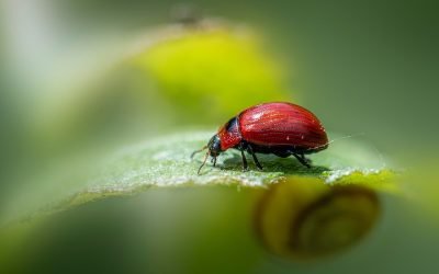 découvrez tout ce qu’il faut savoir sur les pests : types, signes d’infestation, solutions de prévention et astuces pour protéger votre maison efficacement contre les nuisibles.
