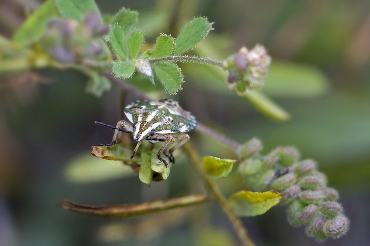 découvrez comment identifier, prévenir et éliminer les punaises de lit. conseils pratiques, symptômes de piqûres, traitements efficaces et solutions pour protéger votre maison contre les infestations de bed bugs.