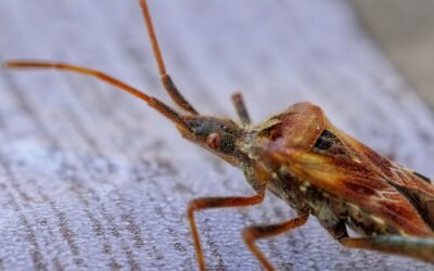 découvrez comment identifier, prévenir et éliminer les punaises de lit. conseils pratiques, traitements efficaces et informations essentielles pour protéger votre maison contre ces parasites indésirables.