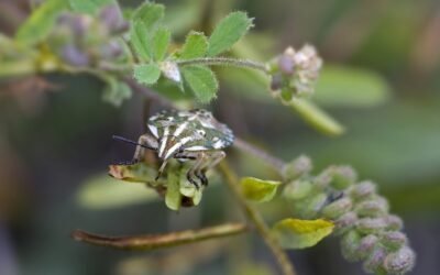 découvrez tout ce qu'il faut savoir sur les punaises de lit : comment les identifier, leurs dangers, et les solutions efficaces pour s'en débarrasser et protéger votre maison.