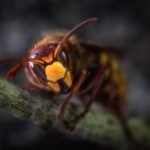 découvrez tout sur les hornets : leur mode de vie, leur habitat, et comment les reconnaître. protégez-vous et apprenez à cohabiter avec ces insectes fascinants.