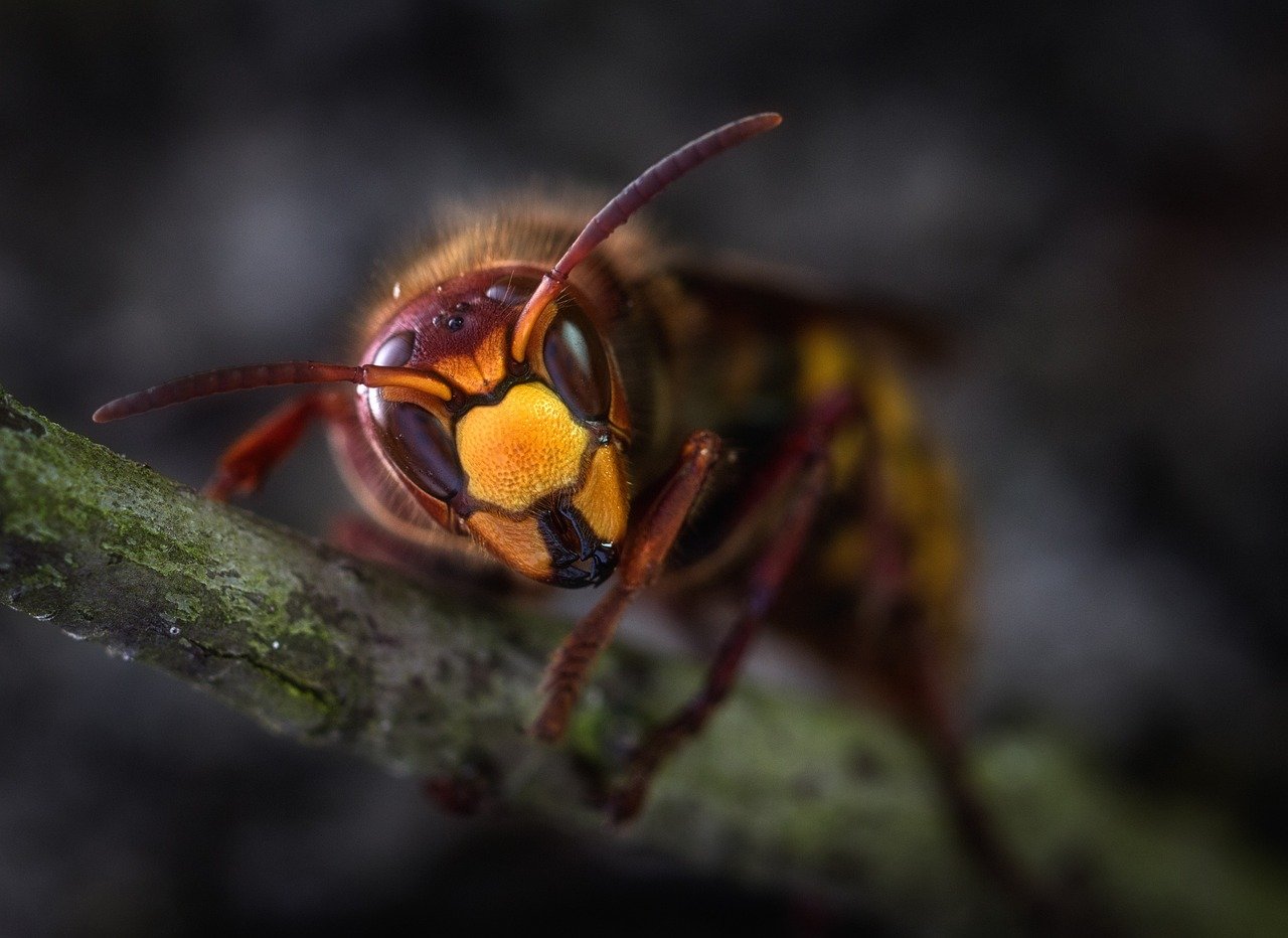 découvrez tout sur les hornets : leur mode de vie, leur habitat, et comment les reconnaître. protégez-vous et apprenez à cohabiter avec ces insectes fascinants.