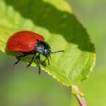 protégez votre maison ou votre entreprise grâce à notre service de pest control efficace. éradiquez rats, insectes et nuisibles rapidement avec des solutions adaptées et durables. interventions rapides et devis gratuit.