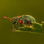 découvrez tout sur les pests : types, méthodes de prévention, solutions efficaces et conseils experts pour protéger votre maison et votre jardin contre les nuisibles.