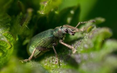 découvrez tout ce qu'il faut savoir sur les pests : types courants, méthodes de prévention, solutions efficaces pour protéger votre maison et votre santé contre les nuisibles.