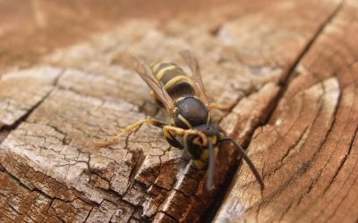 découvrez tout ce qu'il faut savoir sur les allergies aux piqûres de guêpe : symptômes, traitements et conseils pour réagir efficacement en cas de réaction allergique.