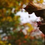 découvrez comment identifier, prévenir et éliminer efficacement les punaises de lit pour garantir un sommeil paisible et protéger votre domicile.