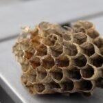 découvrez la structure d'une colonie de guêpes, son organisation sociale et le rôle de chaque membre pour comprendre leur mode de vie fascinant.