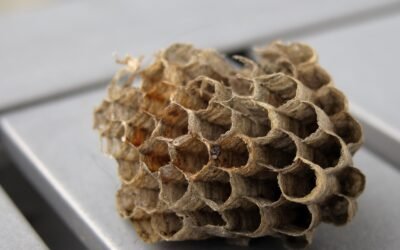 découvrez la structure d'une colonie de guêpes, son organisation sociale et le rôle de chaque membre pour comprendre leur mode de vie fascinant.